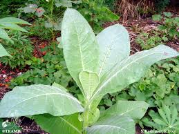 Attēlu rezultāti vaicājumam “Nicotiana tabacum leaf”