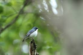 Image result for Luscinia cyane