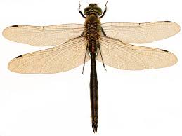 Attēlu rezultāti vaicājumam “Cordulidae”