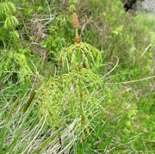 Attēlu rezultāti vaicājumam “Hippuridaceae”