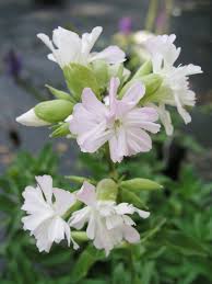 Attēlu rezultāti vaicājumam “Saponaria officinalis flower”