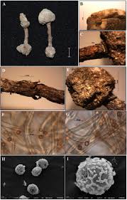 Attēlu rezultāti vaicājumam “Tulostoma fimbriatum”