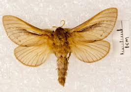 Attēlu rezultāti vaicājumam “Hepialidae”