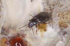 Attēlu rezultāti vaicājumam “Tachyta nana”