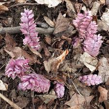 Attēlu rezultāti vaicājumam “Lathraea squamaria”