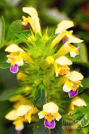 Attēlu rezultāti vaicājumam “Galeopsis speciosa”