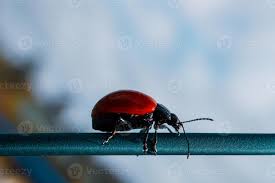 Attēlu rezultāti vaicājumam “Chrysomela populi”