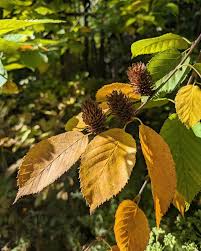 Attēlu rezultāti vaicājumam “Betula alleghaniensis”