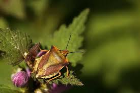 Attēlu rezultāti vaicājumam “Carpocoris purpureipennis”
