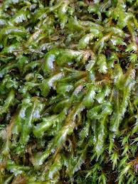 Attēlu rezultāti vaicājumam “Homalia trichomanoides sporophyte”