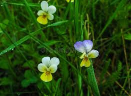 Attēlu rezultāti vaicājumam “Viola arvensis flower”