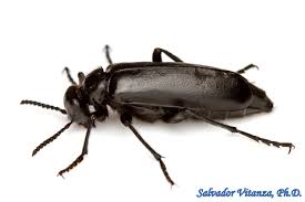 Attēlu rezultāti vaicājumam “Meloidae”