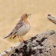 Image result for Anthus cervinus