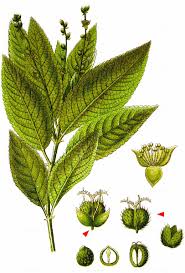 Attēlu rezultāti vaicājumam “Mercurialis perennis bud”