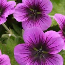 Image result for Geranium `Sandrine`