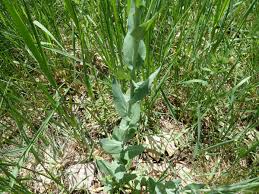 Attēlu rezultāti vaicājumam “Arabis glabra”