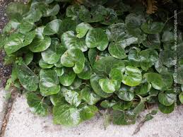 Attēlu rezultāti vaicājumam “Asarum europaeum leaf”