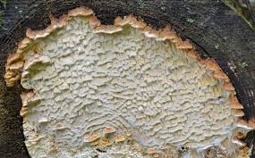 Attēlu rezultāti vaicājumam “Antrodia serialis”