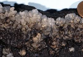 Attēlu rezultāti vaicājumam “Myxarium nucleatum”