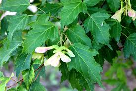 Attēlu rezultāti vaicājumam “Acer tataricum subsp. ginnala leaf”