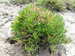 Attēlu rezultāti vaicājumam “Spergularia marina flower”