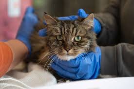 Image result for cat found