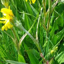 Attēlu rezultāti vaicājumam “Scorzonera humilis bud”