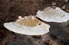Attēlu rezultāti vaicājumam “Trametes suaveolens”