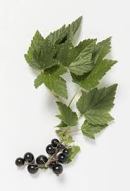 Attēlu rezultāti vaicājumam “Ribes nigrum fruit”