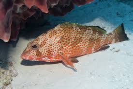 Image result for Epinephelus adscensionis
