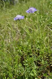 Image result for Scabiosa columbaria