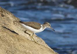 Attēlu rezultāti vaicājumam “Actitis hypoleucos adult”