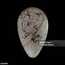 Attēlu rezultāti vaicājumam “Emberiza schoeniclus eggs”