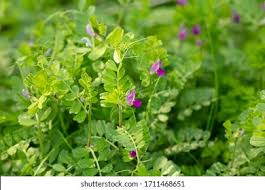 Attēlu rezultāti vaicājumam “Vicia angustifolia flower”