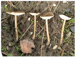 Image result for Melanoleuca rasilis var. pseudoluscina