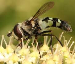 Attēlu rezultāti vaicājumam “Didea alneti”
