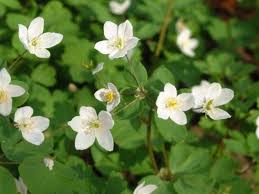 Attēlu rezultāti vaicājumam “Isopyrum thalictroides fruit”