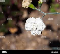 Attēlu rezultāti vaicājumam “Dianthus arenarius bud”