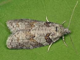 Attēlu rezultāti vaicājumam “Eana incanana”