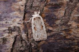 Attēlu rezultāti vaicājumam “Agonopterix ocellana”
