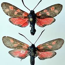 Attēlu rezultāti vaicājumam “Zygaena filipendulae exuvia”