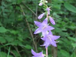 Image result for Campanula rapunculoides