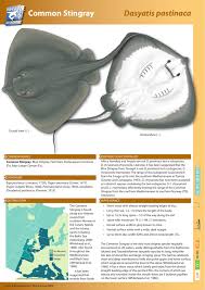 Image result for Dasyatis chrysonota