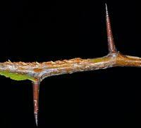 Attēlu rezultāti vaicājumam “Crataegus macracantha”