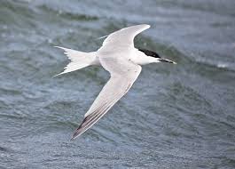 Attēlu rezultāti vaicājumam “Sterna sandvicensis adult”