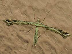 Attēlu rezultāti vaicājumam “Platyptilia sp.”