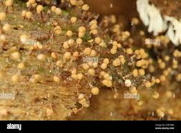 Attēlu rezultāti vaicājumam “Cribraria vulgaris”