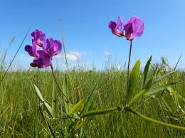 Attēlu rezultāti vaicājumam “Lathyrus palustris”