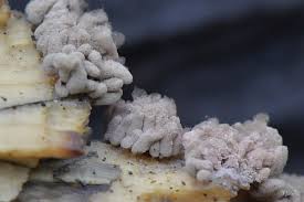 Attēlu rezultāti vaicājumam “Arcyria minuta macro”