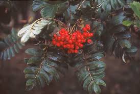 Attēlu rezultāti vaicājumam “Sorbus aucuparia leaf”